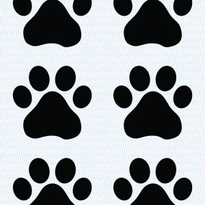 Paws B