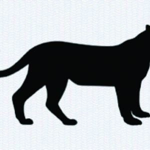 Panther