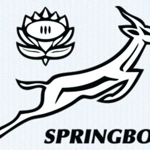 Springbok